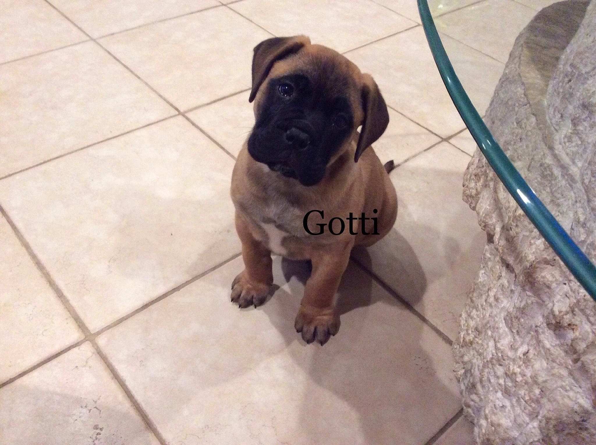 Gotti joined the competition — help win amazing prizes! ancient_dog_breeds, canidae, carnivore, companion_dog, dog, dog_breed, fawn, floor, flooring, liver, non_sporting_group, paw, pet_supply, pug, snout, sporting_group, tile_flooring, toy_dog, working_animal, wrinkle