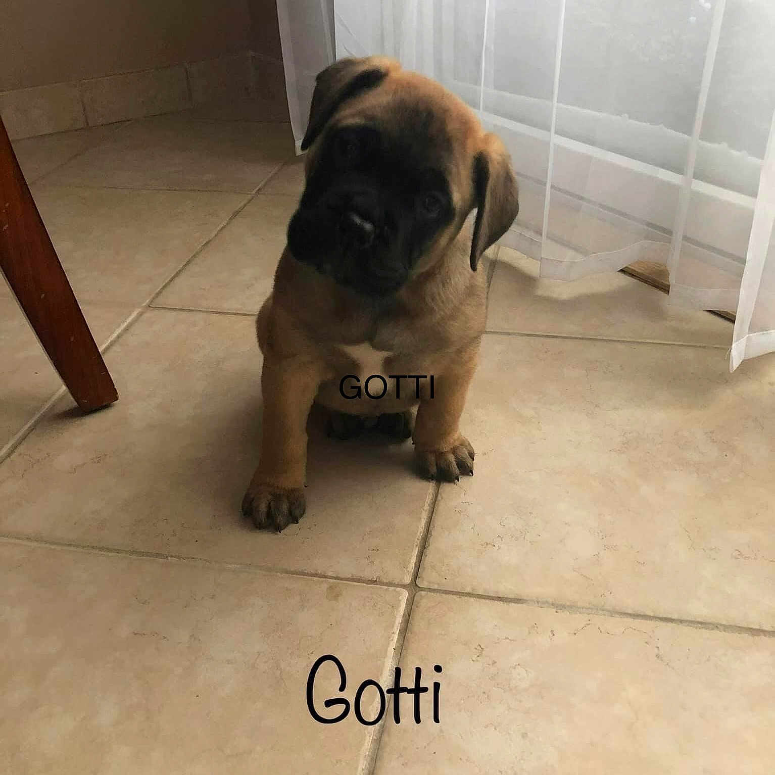 Gotti