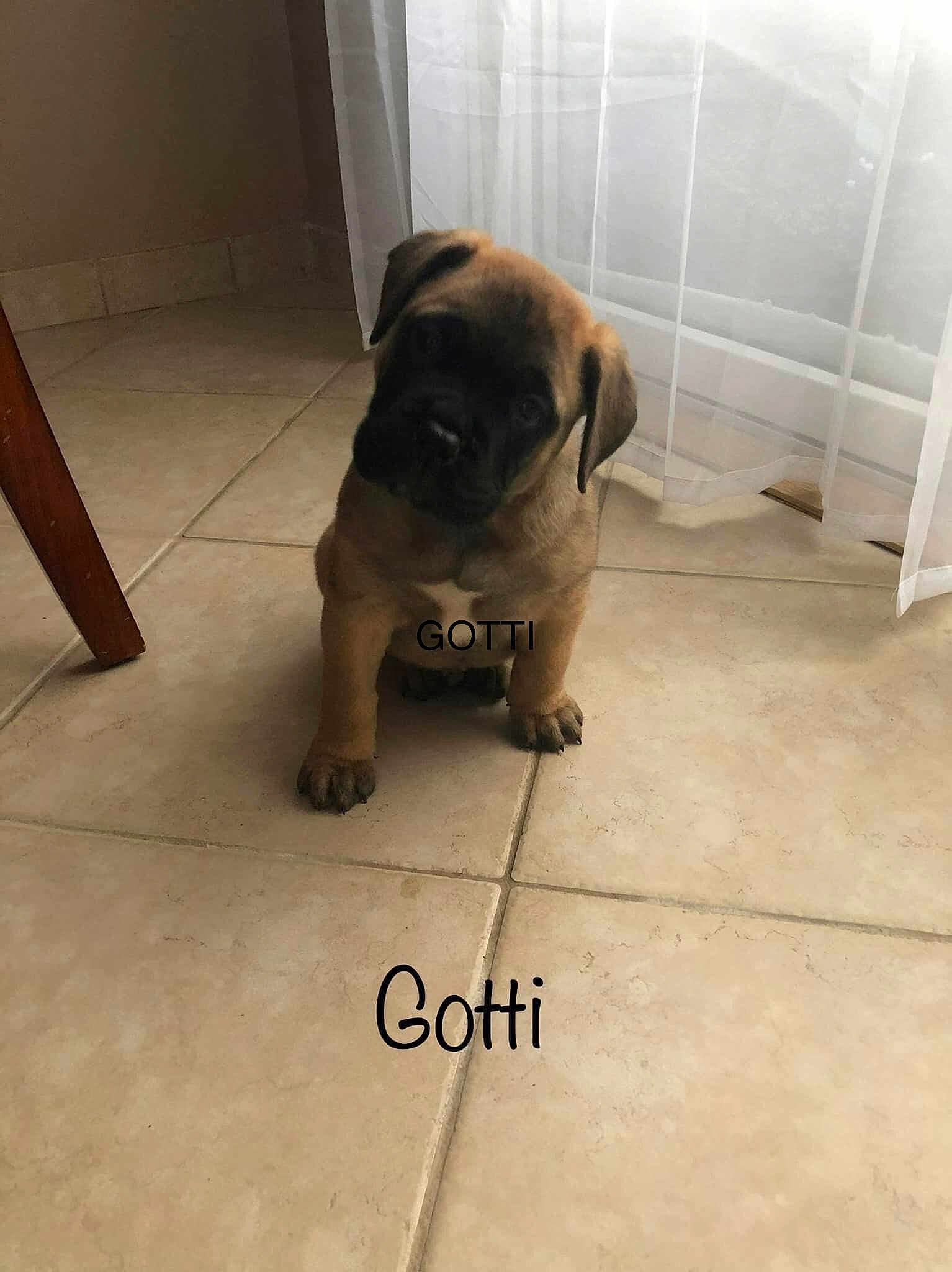 Gotti