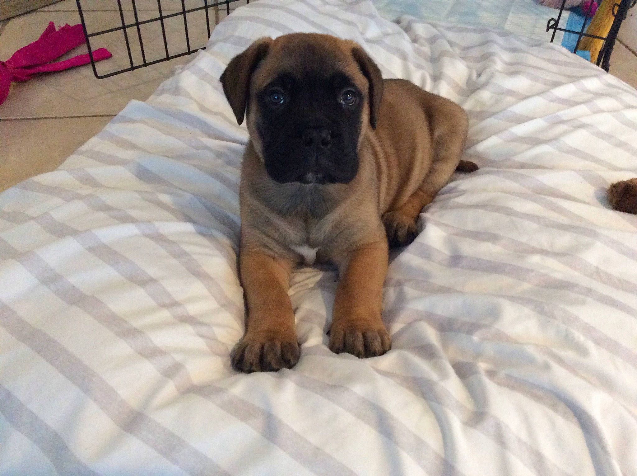 Gotti is registered to the contest to win money with this photo: boxer, canidae, carnivore, comfort, companion_dog, dog, dog_breed, dog_supply, fawn, flooring, guard_dog, liver, molosser, pet_supply, snout, sporting_group, toy_dog, working_animal, working_dog, wrinkle