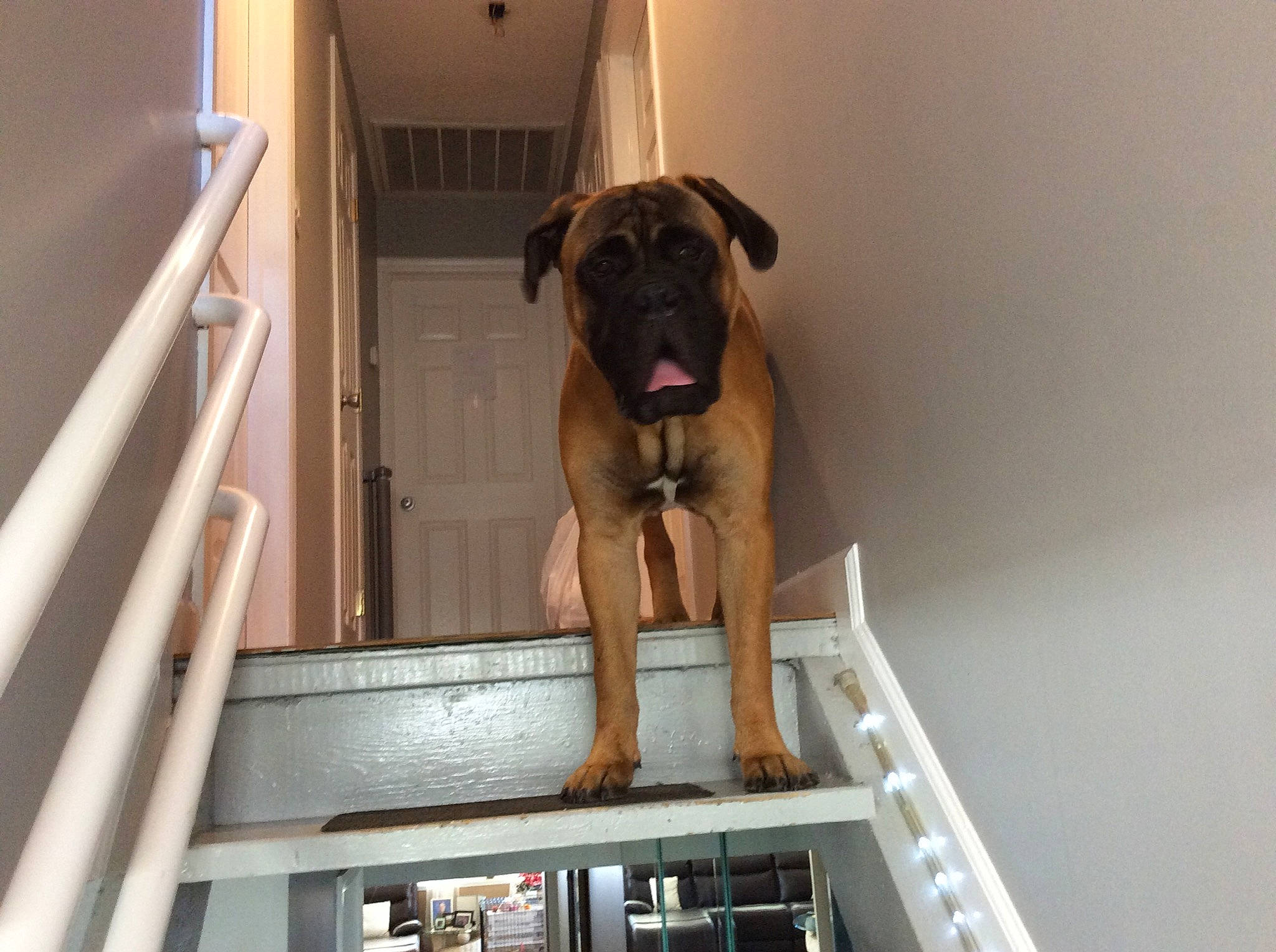 Gotti is registered to the contest to win money with this photo: animal_shelter, building, canidae, carnivore, companion_dog, dog, dog_breed, dog_collar, dog_supply, fawn, guard_dog, non_sporting_group, pet_supply, snout, sporting_group, wood, working_animal, working_dog