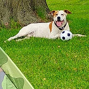 Wifi joined the competition — help win amazing prizes! animal, canine, collar, daytime, dog, grass, greenery, happy, laying_down, nature, outdoor, pet, playful, relaxing, soccer_ball, sport, summer, tongue_out, tree, yard