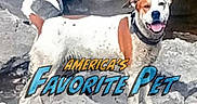 Wifi joined the competition — help win amazing prizes! animal, background, brown, canine, collar, daylight, dog, fur, happy, nature, outdoor, pet, playful, promotional, rocks, smiling, standing, text_overlay, tongue, white