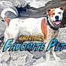 animal, background, brown, canine, collar, daylight, dog, fur, happy, nature, outdoor, pet, playful, promotional, rocks, smiling, standing, text_overlay, tongue, white