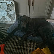 Blaze joined the competition — help win amazing prizes! animal, black_dog, cabinet, canine, carpet, cozy, dog, domestic, fan, floor, floor_rug, furniture, home, indoor, looking, pet_bed, pet_toy, quiet, relaxed, resting