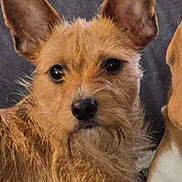 Vicky participe au concours pour gagner de l'argent avec cette photo : dog, pet, close_up, brown_fur, scruffy, ears, couch, indoor, animal, companion, cute, alert, portrait, canine, furry, domestic_animal, looking, side_view, friendly, household
