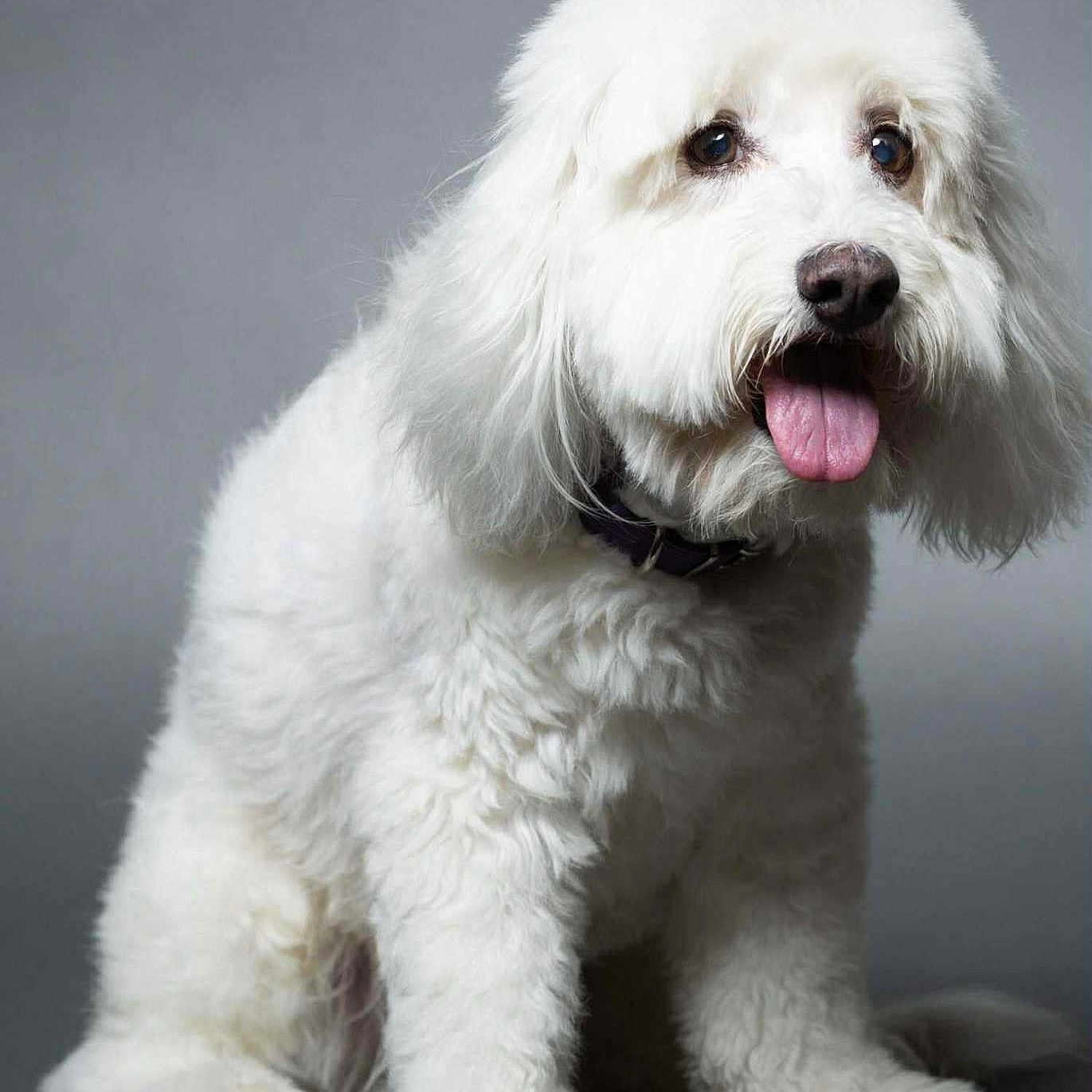 Charlie joined the competition — help win amazing prizes! animal, canine, companion, cute, dog, domestic_animal, fluffy, friendly, fur, furry, happy, indoor, mammal, pet, playful, portrait, sitting, studio, tongue_out, white_dog