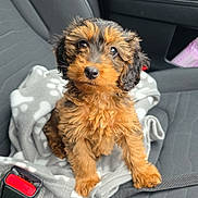 Reggie is registered to the contest to win money with this photo: adorable, animal, black, blanket, brown, car_interior, car_seat, companion, cute, dog, fluffy, fur, indoors, looking_up, pet, puppy, seatbelt, small, soft, young