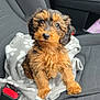 adorable, animal, black, blanket, brown, car_interior, car_seat, companion, cute, dog, fluffy, fur, indoors, looking_up, pet, puppy, seatbelt, small, soft, young