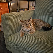 Miso is registered to the contest to win money with this photo: alert, animal, armchair, cat, claws, corduroy, domestic_animal, feline, fur, green_furniture, home, indoor, kitchen_stool, living_room, pet, relaxed, tabby_cat, tail, whiskers, wooden_cabinet