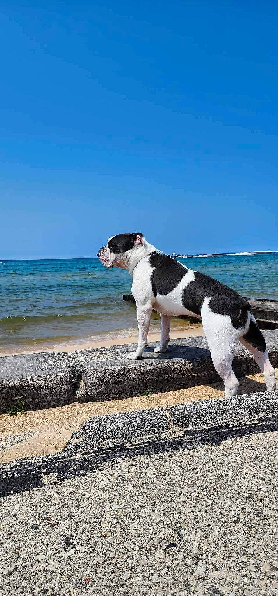 Oakley joined the competition — help win amazing prizes! beach, canidae, carnivore, coast, collar, companion_dog, dog, dog_breed, dog_collar, horizon, landscape, non_sporting_group, ocean, sky, sporting_group, walking, water, wave, wind_wave, working_dog