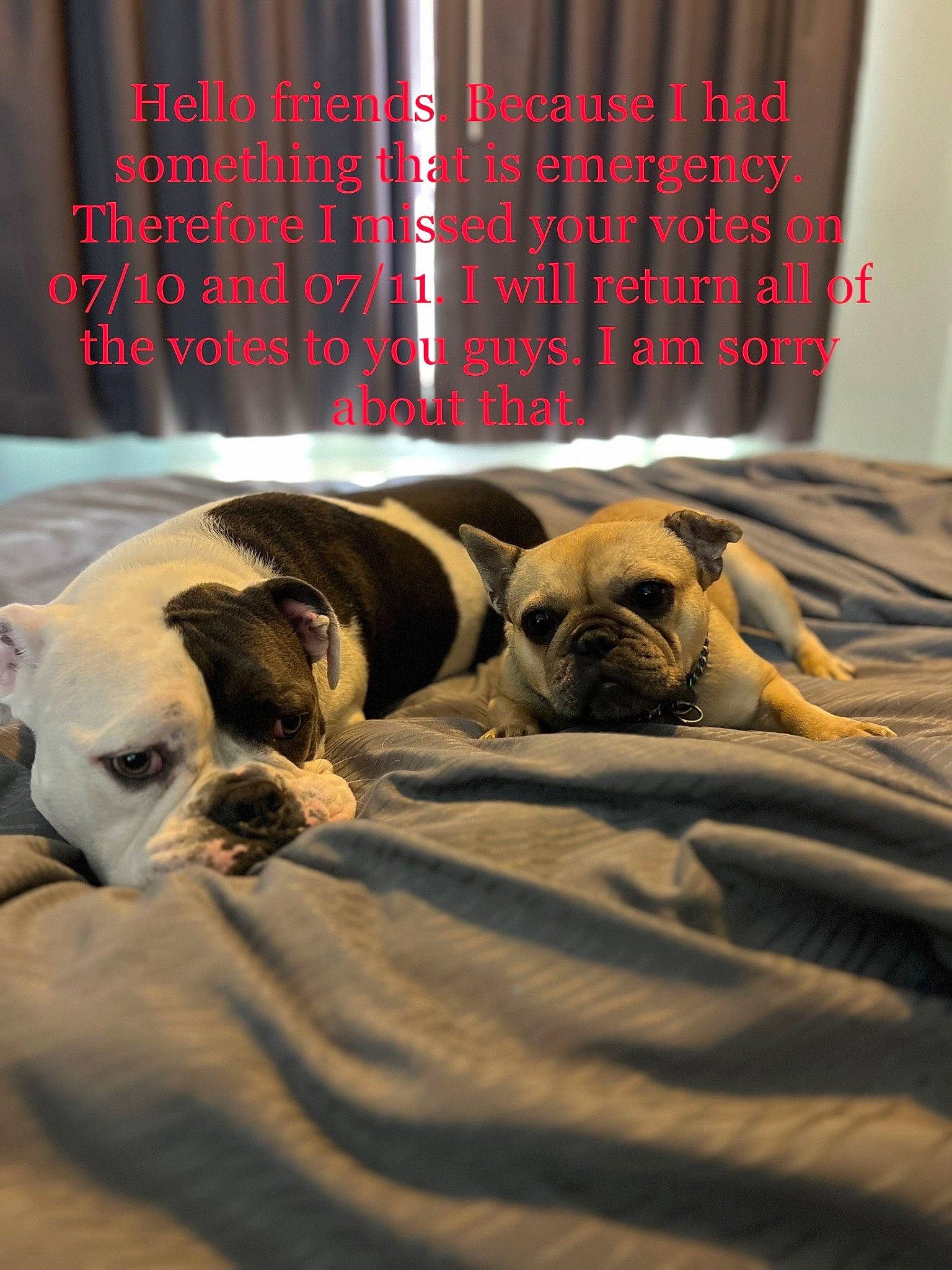 Oakley is registered to the contest to win money with this photo: bedding, canidae, carnivore, comfort, companion_dog, dog, dog_breed, dog_supply, fawn, font, linens, pug, snout, sporting_group, terrestrial_animal, toy_dog, vertebrate, whiskers, working_animal, wrinkle