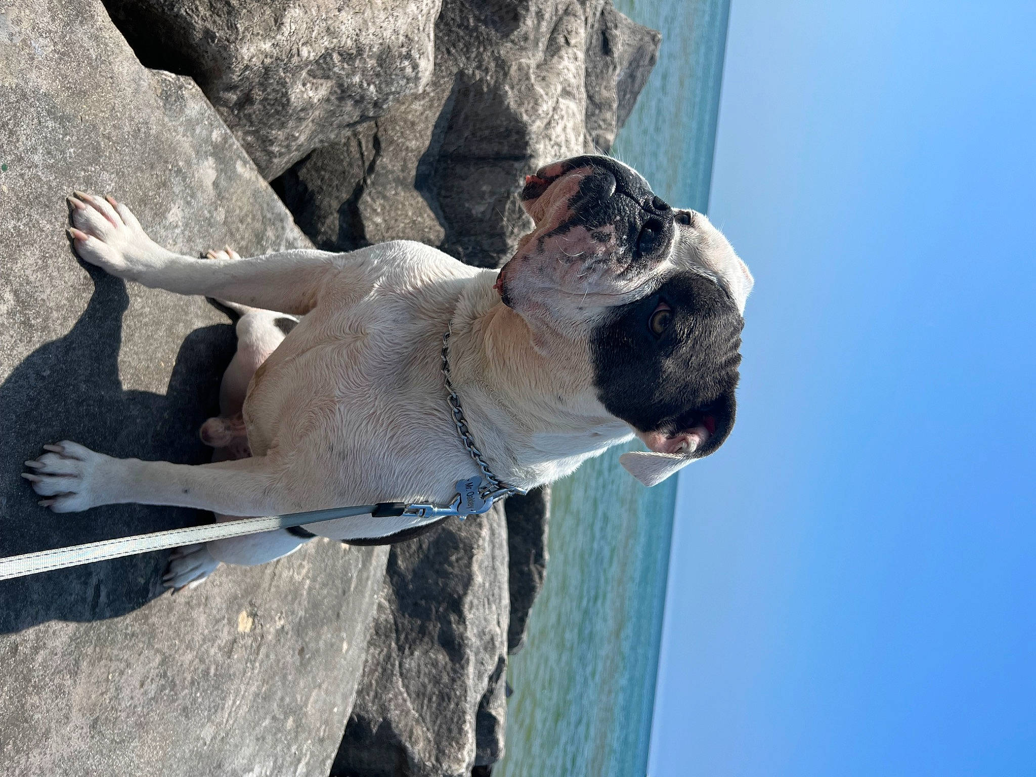 Oakley is registered to the contest to win money with this photo: adventure, art, dog_breed, elbow, fawn, fun, monument, rock, sculpture, sky, smile, snout, sporting_group, statue, water, wood