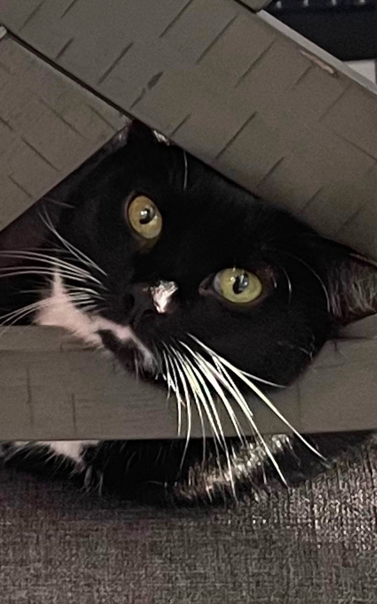 Victoria is registered to the contest to win money with this photo: black, black_cat, carnivore, cat, domestic_short_haired_cat, felidae, fur, grey, line, mammal, monochrome, monochrome_photography, small_to_medium_sized_cats, snout, still_life_photography, tail, terrestrial_animal, tree, whiskers, wood