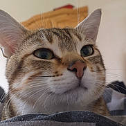 Taddle a rejoint le concours — aidez-le/la à gagner de superbes lots ! cat, tabby, close_up, indoor, pet, feline, whiskers, ears, nose, fur, green_eyes, curious, animal, cute, domestic_cat, portrait, mammal, soft_light, background_blur, relaxed
