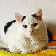 Coco participe au concours pour gagner de l'argent avec cette photo : cat, white_cat, black_spots, fluffy, pet, indoor, resting, blanket, orange, yellow, gray, fur, animal, portrait, cute, calm, looking_at_camera, feline, domestic_cat, cozy