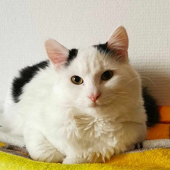 Coco participe au concours pour gagner de l'argent avec cette photo : cat, white_cat, black_spots, fluffy, pet, indoor, resting, blanket, orange, yellow, gray, fur, animal, portrait, cute, calm, looking_at_camera, feline, domestic_cat, cozy