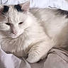 Coco participe au concours pour gagner de l'argent avec cette photo : cat, white_cat, black_patches, fluffy, pet, animal, indoor, bed, blanket, resting, relaxed, cozy, fur, sleepy, cute, domestic_cat, whiskers, ears, paw, lying_down