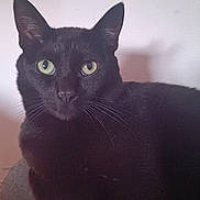 Link participe au concours pour gagner de l'argent avec cette photo : black_cat, cat, pet, animal, green_eyes, whiskers, fur, indoor, alert, looking_at_camera, mammal, domestic_cat, portrait, close_up, feline, ears, sitting, shadow, soft_light, curious