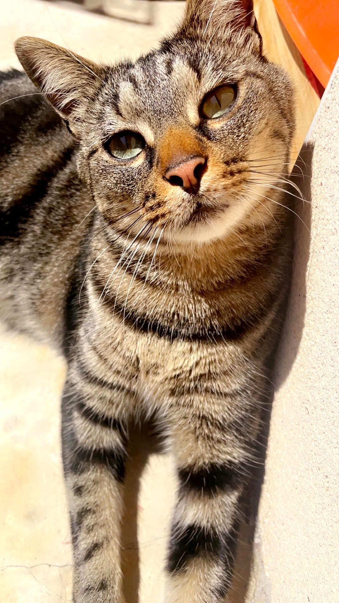 Saïko