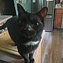 cat, black_cat, indoor, kitchen, counter, wooden_cabinet, refrigerator, pet, animal, curious, feline, domestic, floor, appliance, furniture, close_up, whiskers, ears, tail, household