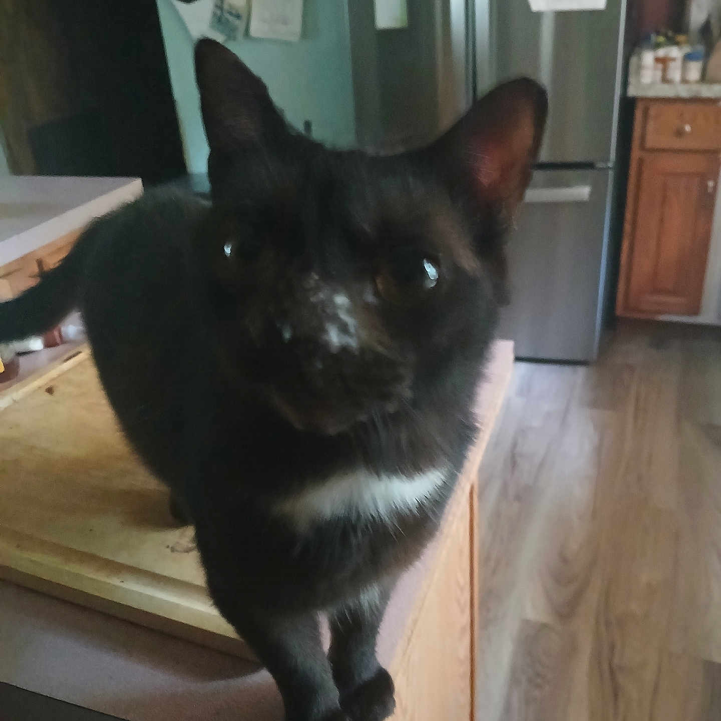 Snezee joined the competition — help win amazing prizes! animal, appliance, black_cat, cat, close_up, counter, curious, domestic, ears, feline, floor, furniture, household, indoor, kitchen, pet, refrigerator, tail, whiskers, wooden_cabinet