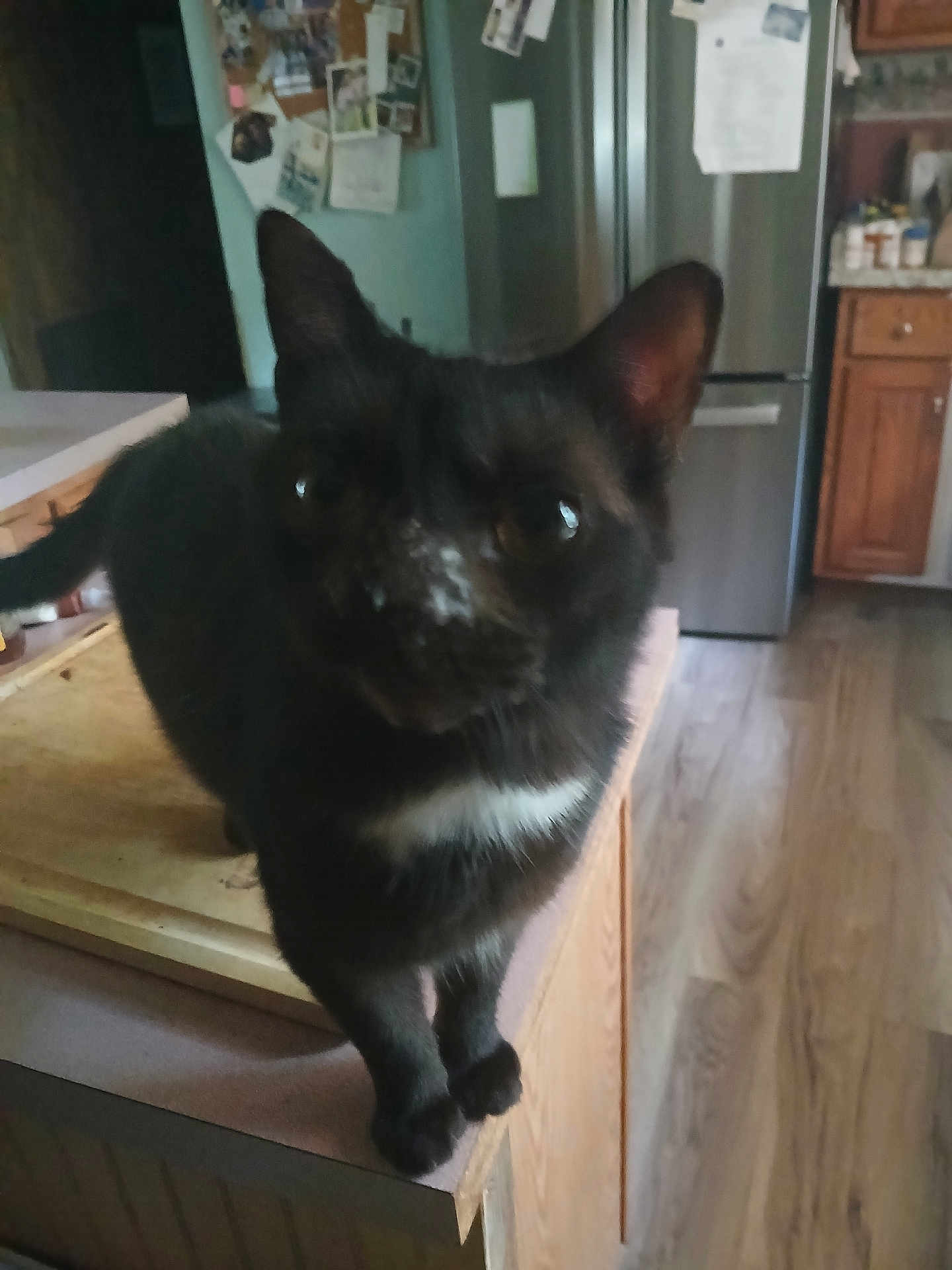 Snezee joined the competition — help win amazing prizes! cat, black_cat, indoor, kitchen, counter, wooden_cabinet, refrigerator, pet, animal, curious, feline, domestic, floor, appliance, furniture, close_up, whiskers, ears, tail, household