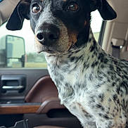 Ralph is registered to the contest to win money with this photo: alert, black_nose, brown_eyes, car_interior, close_up, companion, console, dog, domestic_animal, ears, focus, indoor, leather_seat, paw, pet, side_mirror, sitting, speckled_coat, vehicle, window