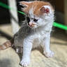 animal, blurred_background, cat, curious, cute, ears, floor, fur, indoor, kitten, orange, paws, pet, shadow, small, standing, sunlight, whiskers, white, young