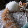 Moon a rejoint le concours — aidez-le/la à gagner de superbes lots ! animal, bed, blanket, cat, cozy, curious, cute, domestic, feline, fluffy_tail, fur, indoor, kitten, orange_fur, pet, resting, small, soft, white_fur, young