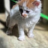Moon a rejoint le concours — aidez-le/la à gagner de superbes lots ! adorable, animal, blurred_background, cat, curious, cute, ears, floor, fur, indoor, kitten, orange, paws, pet, small, standing, sunlight, whiskers, white, young