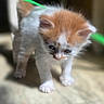 Moon a rejoint le concours — aidez-le/la à gagner de superbes lots ! animal, cat, cautious, curious, cute, domestic, feline, floor, fur, indoor, kitten, mammal, orange_and_white, paw, pet, playful, small, sunlight, whiskers, young