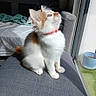 Moon a rejoint le concours — aidez-le/la à gagner de superbes lots ! bed, blanket, cat, couch, curious, cute, domestic_cat, furniture, gray, home, indoor, kitten, orange_fur, pet, red_collar, sitting, small, sunlight, white_fur, window