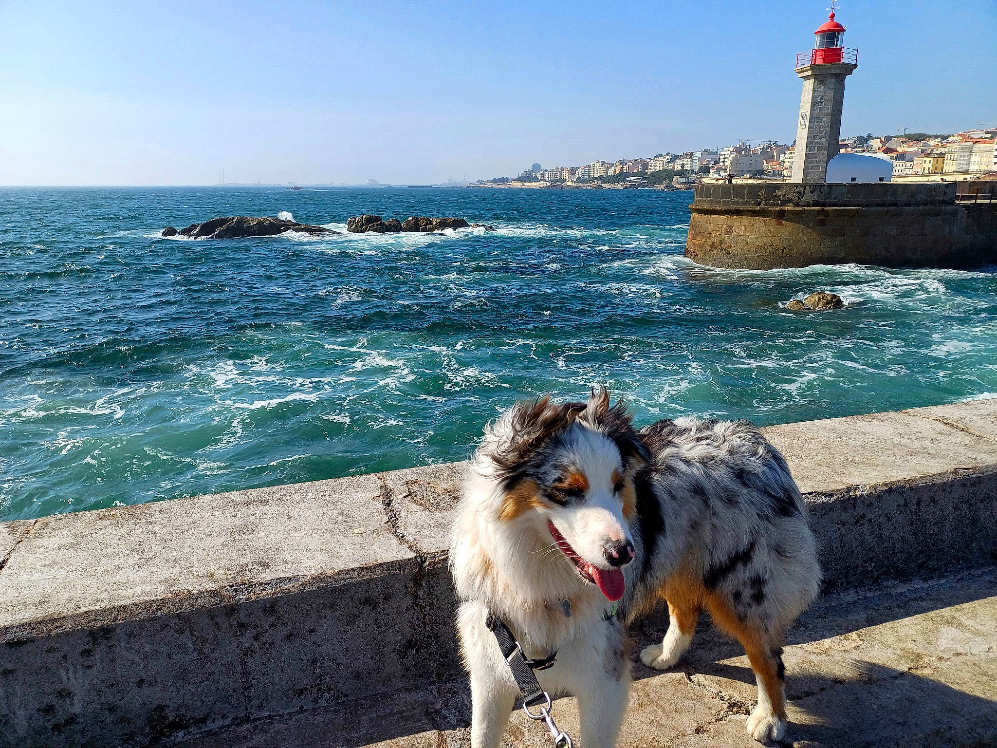 Alaska a rejoint le concours — aidez-le/la à gagner de superbes lots ! beacon, blue, carnivore, city, coast, companion_dog, dog, dog_breed, herding_dog, horizon, leisure, lighthouse, ocean, sky, sporting_group, tourism, tower, travel, water, wind_wave
