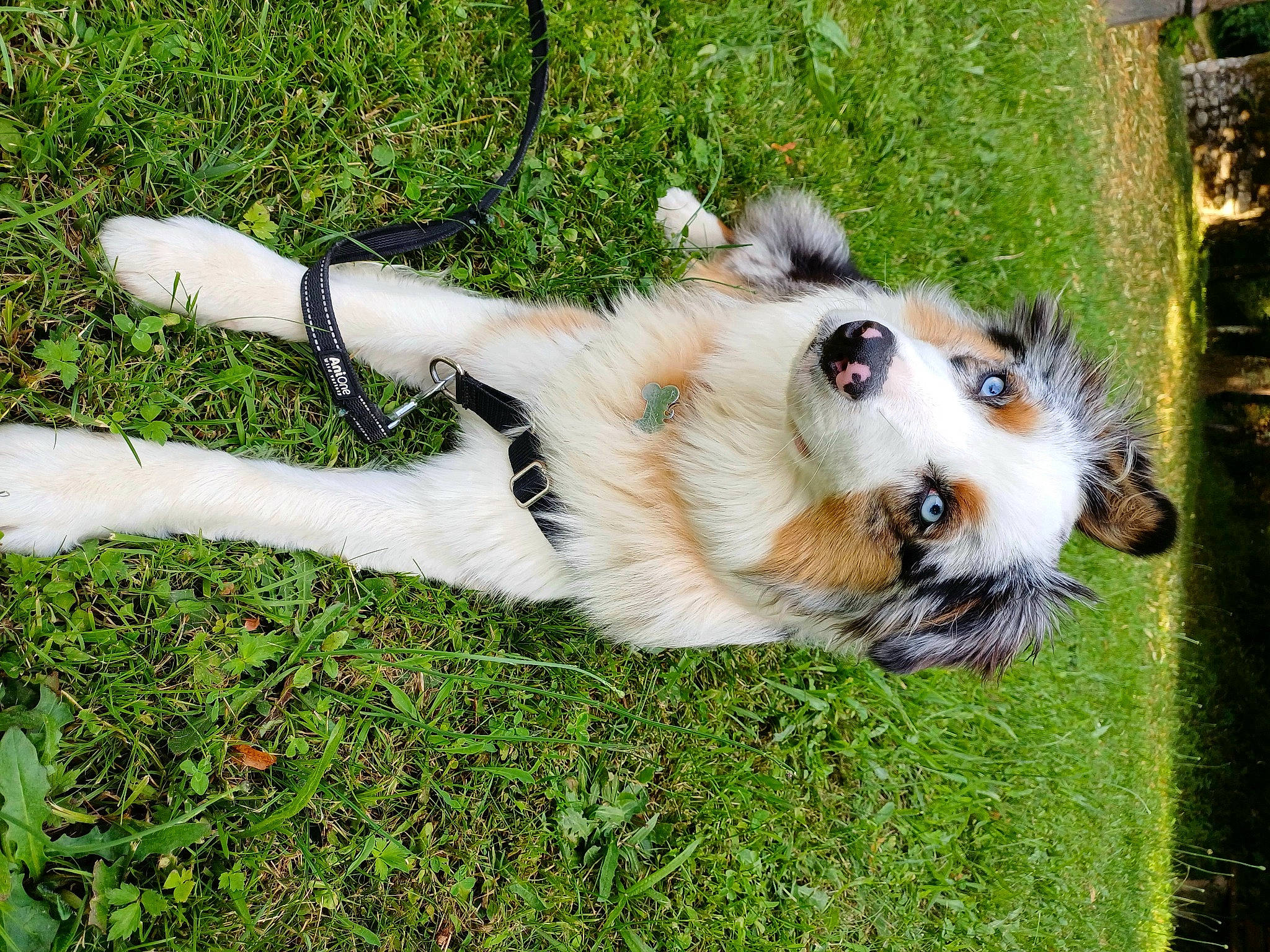 Alaska participe au concours pour gagner de l'argent avec cette photo : carnivore, collie, companion_dog, dog, dog_breed, fawn, felidae, german_spitz_klein, german_spitz_mittel, grass, herding_dog, plant, pomeranian, scotch_collie, shetland_sheepdog, snout, spitz, tail, toy_dog, whiskers