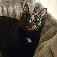 Rumble joined the competition — help win amazing prizes! cat, black_cat, pet, animal, feline, wide_eyes, cozy, bed, blanket, fur, whiskers, indoor, cute, resting, curious, ears, closeup, portrait, comfort, soft