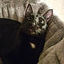 cat, black_cat, pet, animal, feline, wide_eyes, cozy, bed, blanket, fur, whiskers, indoor, cute, resting, curious, ears, closeup, portrait, comfort, soft
