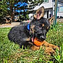 puppy, dog, german_shepherd, grass, tennis_ball, blue_collar, chewing, outdoor, sunny, backyard, house, tree, pet, young_dog, playful, animal, cute, nature, close_up, daylight
