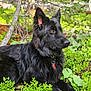 dog, black_dog, animal, pet, outdoor, nature, greenery, forest, fur, ears, collar, tag, lying_down, alert, muzzle, eyes, plants, leaves, ground, canine