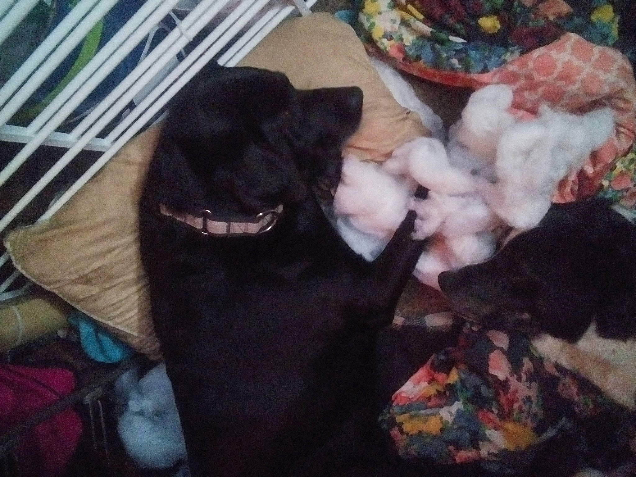 Hawkeye joined the competition — help win amazing prizes! black_cat, bombay, canidae, carnivore, comfort, companion_dog, dog_breed, domestic_short_haired_cat, fang, fawn, felidae, fur, guard_dog, liver, nap, paw, small_to_medium_sized_cats, sporting_group, tail, whiskers