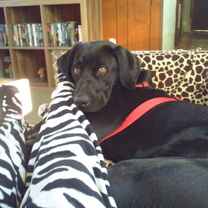 Hawkeye joined the competition — help win amazing prizes! bookcase, borador, carnivore, collar, comfort, companion_dog, couch, dog, dog_breed, dog_collar, dog_supply, fawn, fur, pointing_breed, retriever, shelf, shelving, snout, sporting_group, working_animal