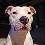 animal, boxer, bulldog, canine, dog, frenchbulldog, greatdane, hound, labradorretriever, pet, pitbull, pointer, puppy, snout, terrier, whitedog