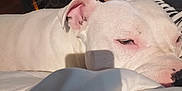 Orion a rejoint le concours — aidez-le/la à gagner de superbes lots ! dog, white_dog, bed, blanket, indoor, bicycle, furniture, relaxed, sleepy, pet, close_up, soft_light, comfort, resting, animal, domestic, canine, home, nap, quiet