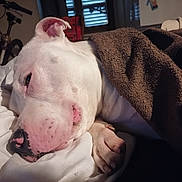 Orion participe au concours pour gagner de l'argent avec cette photo : dog, white_dog, resting, blanket, bed, indoor, sleepy, pet, cozy, paw, closeup, soft_lighting, household, bicycle, relaxed, canine, animal, domestic, comfort, fur