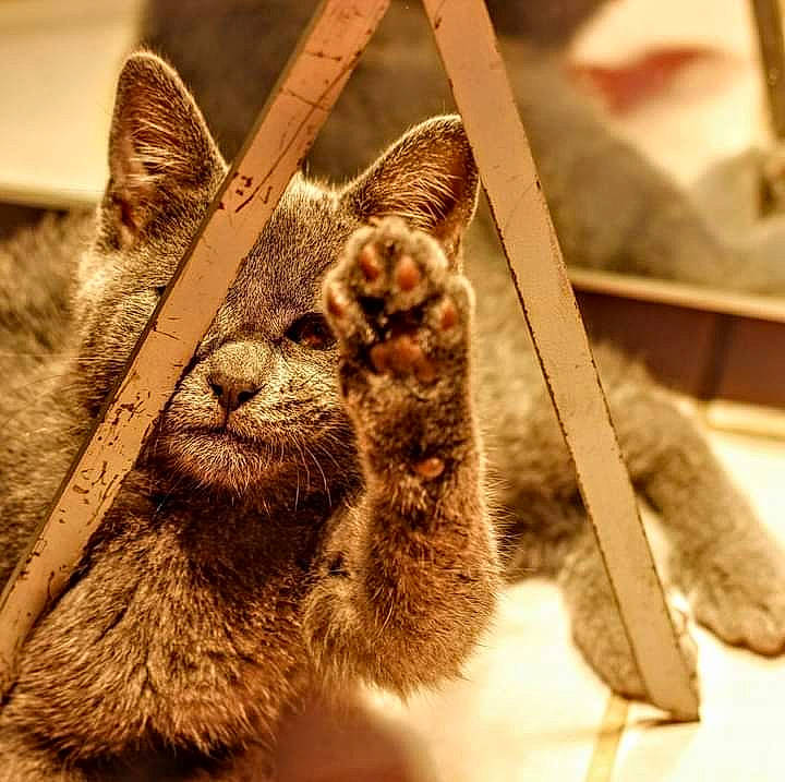 Manouchka participe au concours pour gagner de l'argent avec cette photo : cap, carnivore, cat, claw, domestic_short_haired_cat, fashion_accessory, fawn, felidae, fur, fur_clothing, gunny_sack, mammal, paw, small_to_medium_sized_cats, tail, terrestrial_animal, vertebrate, whiskers, wool, working_animal