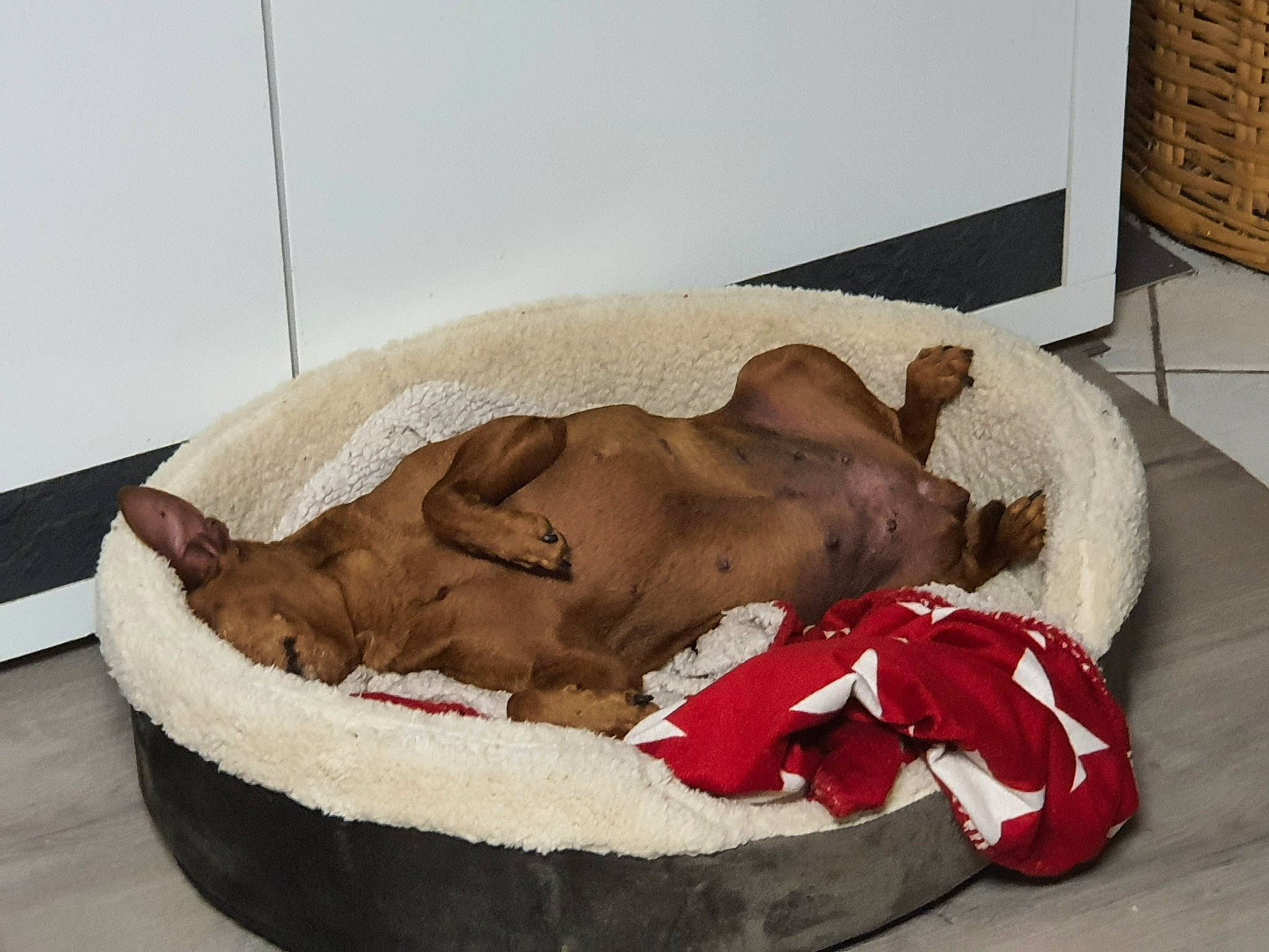 Iris a rejoint le concours — aidez-le/la à gagner de superbes lots ! canidae, carnivore, comfort, companion_dog, dog, dog_bed, dog_breed, dog_supply, fashion_accessory, fawn, felidae, linens, liver, pet_supply, small_to_medium_sized_cats, snout, sporting_group, studio_couch, tail, working_animal