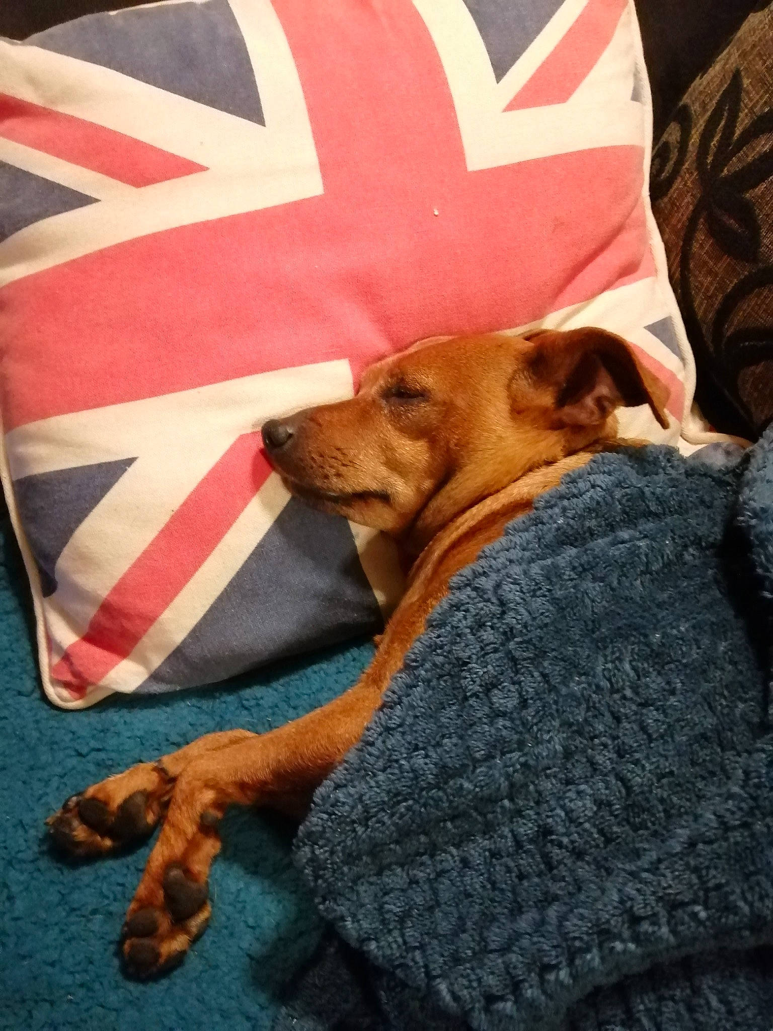 Iris participe au concours pour gagner de l'argent avec cette photo : bedding, canidae, carnivore, comfort, companion_dog, dog, dog_breed, dog_supply, fawn, flag_of_the_united_states, fur, guard_dog, linens, nap, paw, pillow, room, sleep, sporting_group, throw_pillow