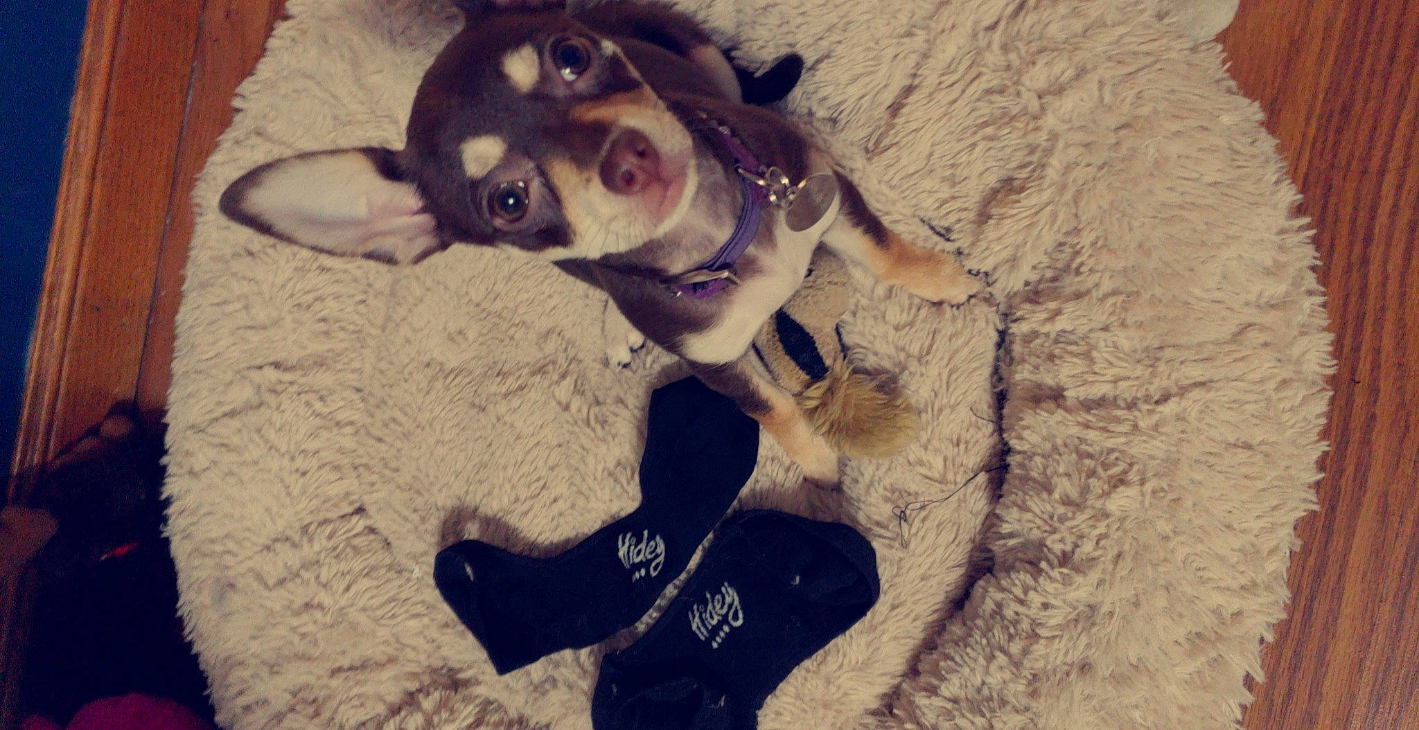 Coco is registered to the contest to win money with this photo: boston_terrier, canidae, carnivore, cat, dog, dog_breed, ear, fawn, french_bulldog, fur, non_sporting_group, nose, puppy, siberian_husky, tail