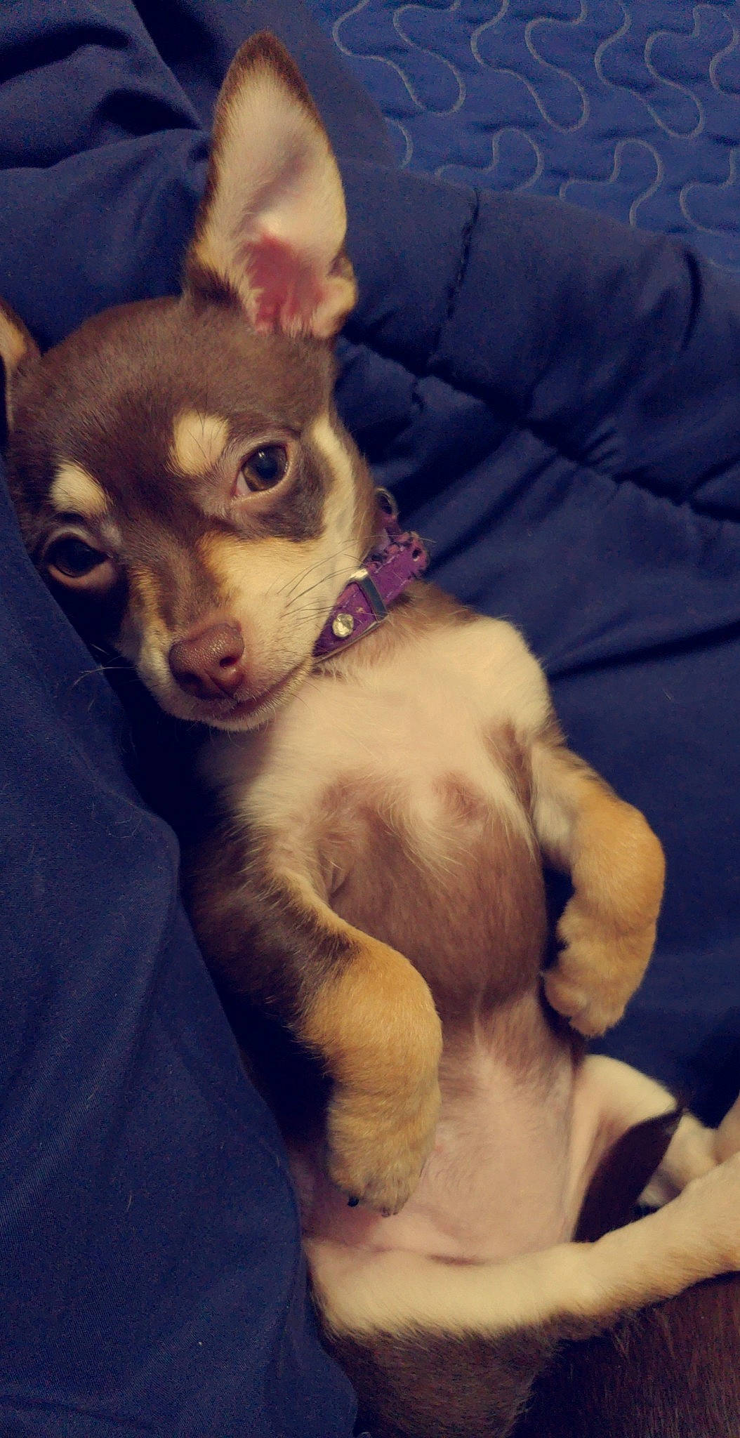 Coco is registered to the contest to win money with this photo: canidae, carnivore, chihuahua, companion_dog, corgi_chihuahua, dog, dog_breed, ear, feist, mammal, miniature_fox_terrier, nose, puppy, rat_terrier, russkiy_toy, snout, teddy_roosevelt_terrier, toy_fox_terrier, vertebrate, whiskers