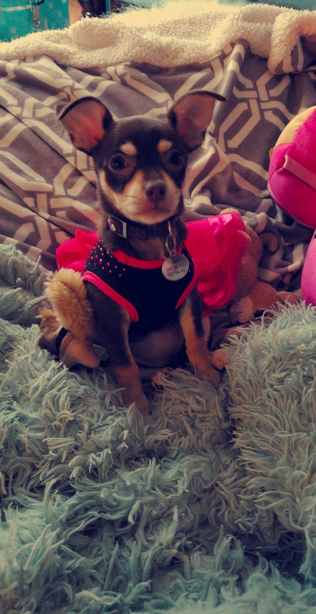 Coco is registered to the contest to win money with this photo: canidae, carnivore, chihuahua, companion_dog, dog, dog_breed, dog_clothes, english_toy_terrier, fawn, german_pinscher, mammal, miniature_fox_terrier, miniature_pinscher, prazsky_krysarik, puppy, russkiy_toy, snout, toy_dog, toy_fox_terrier, vertebrate